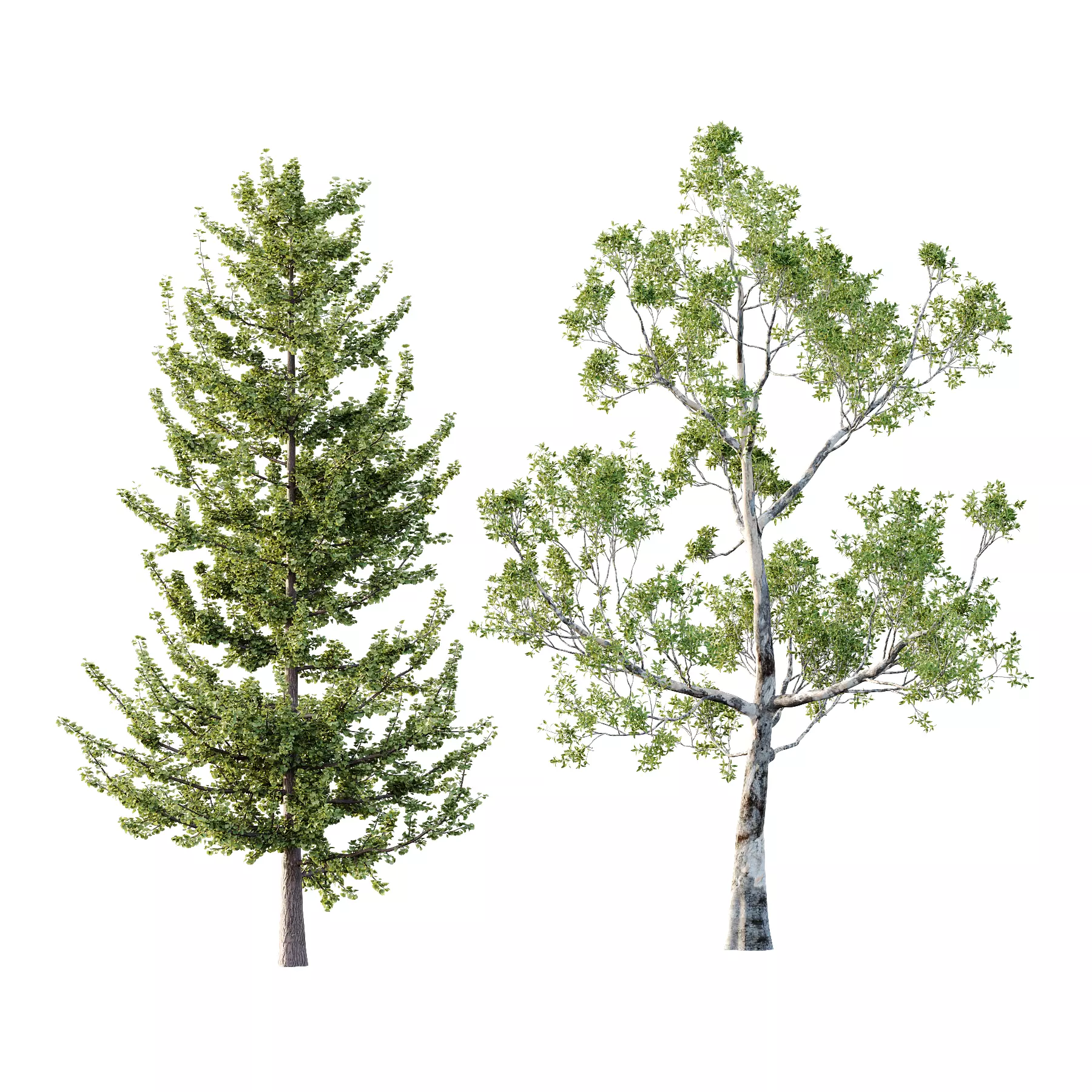 Different Trees 45 3D model_0