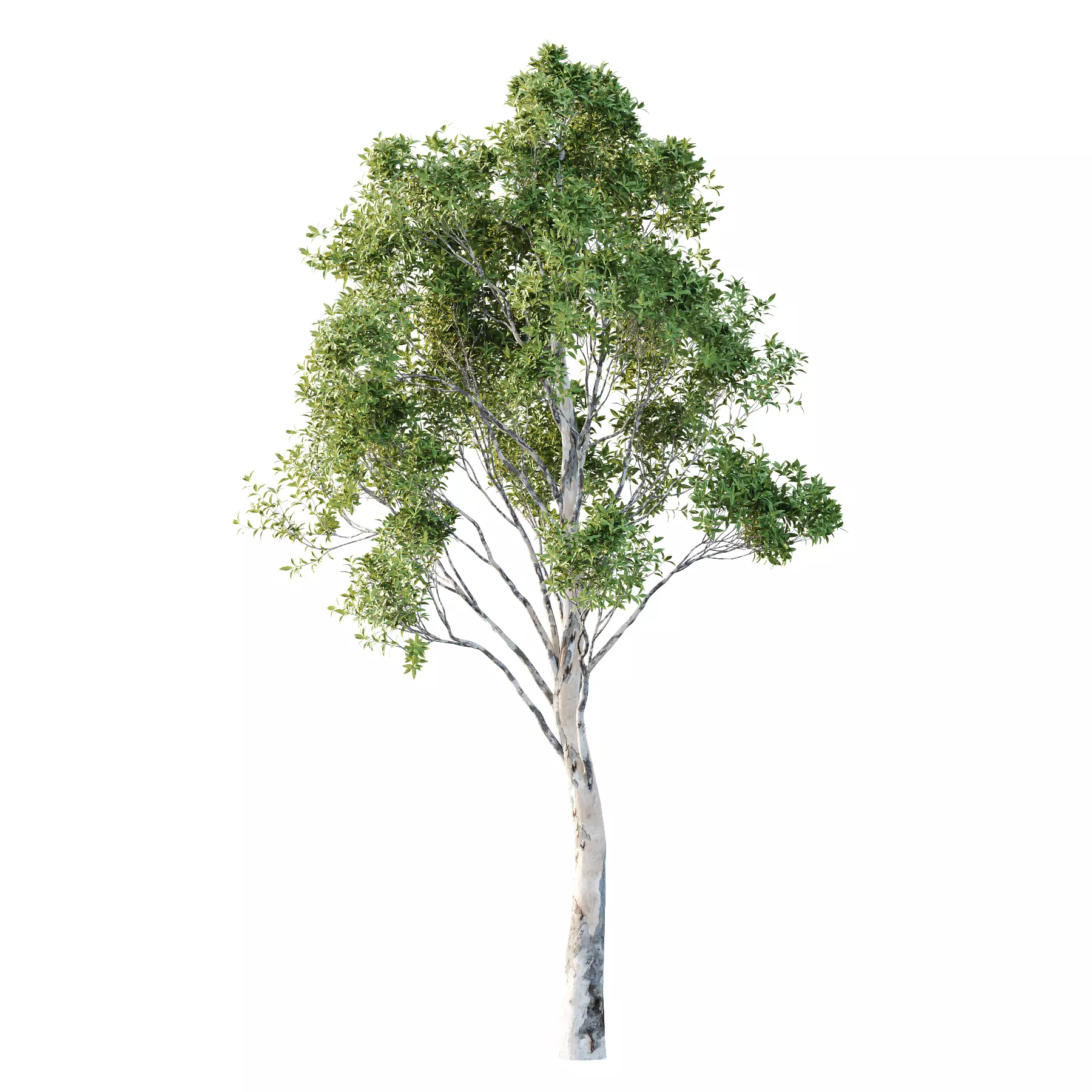 Different Trees 41 3D model_1