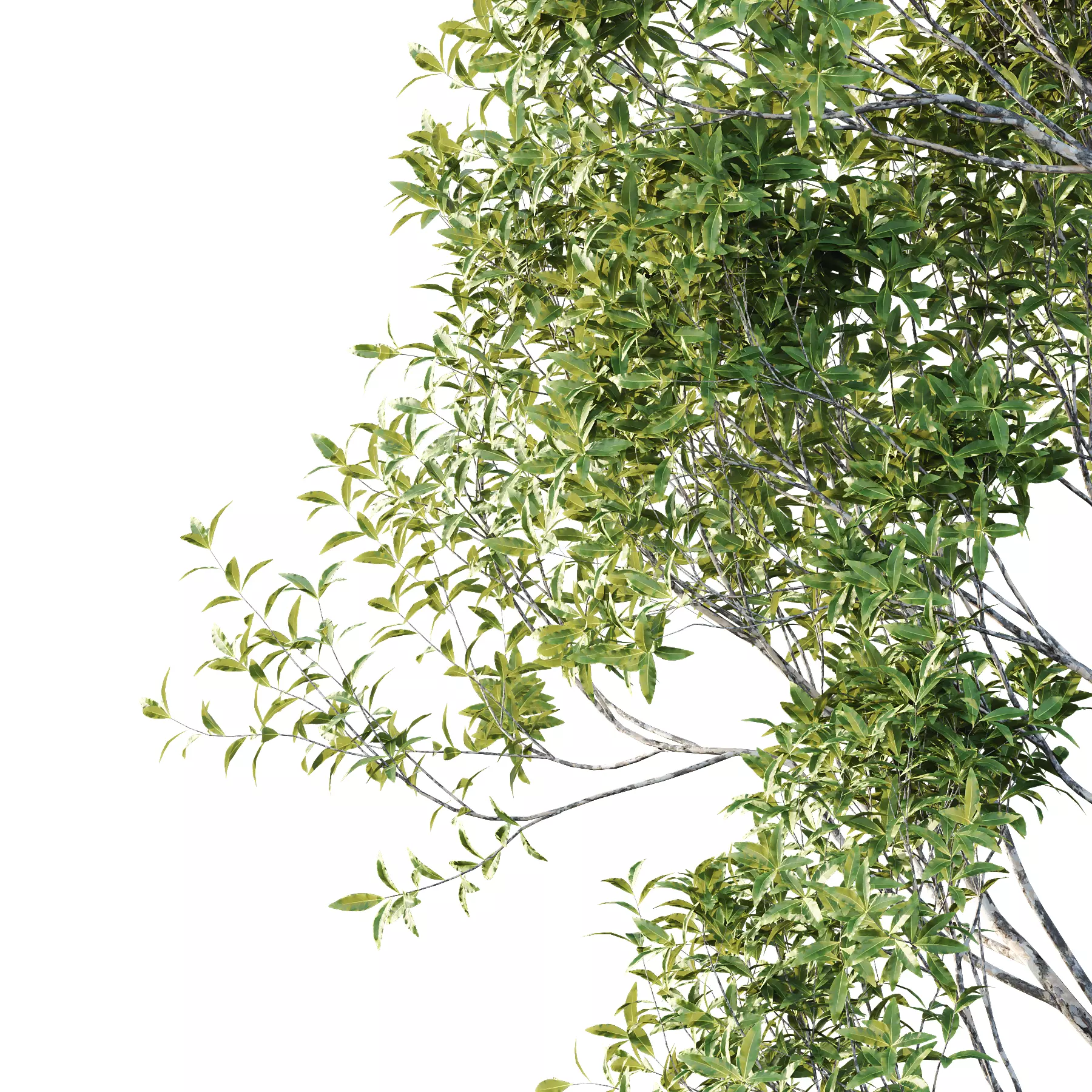 Different Trees 41 3D model_3