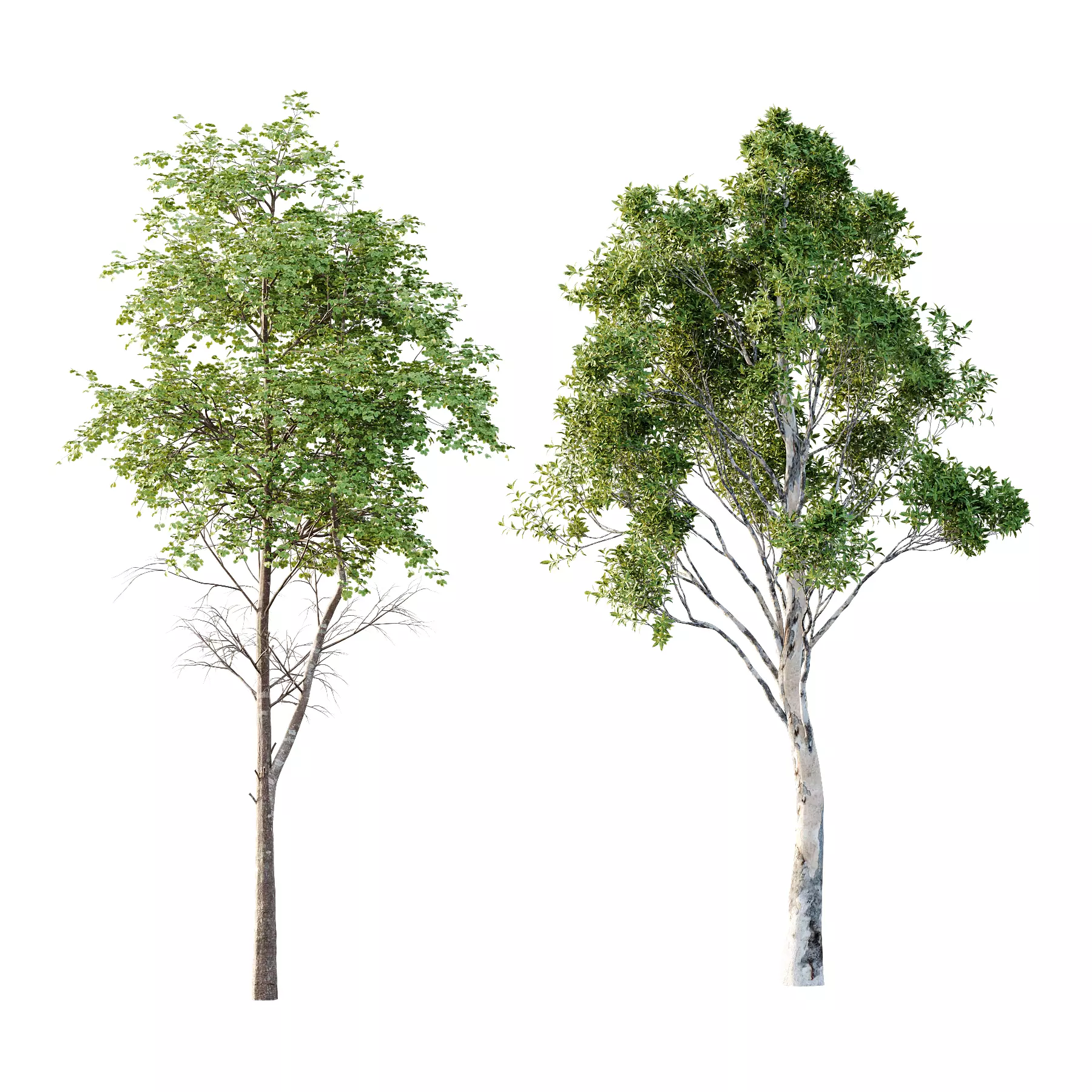 Different Trees 41 3D model_0