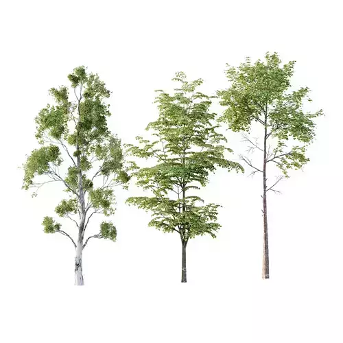 Different Trees 43 3D model