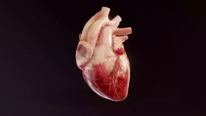 Human Heart Anatomy Animation 3D model