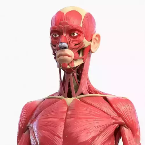 Full Body Muscle Anatomy 3D model