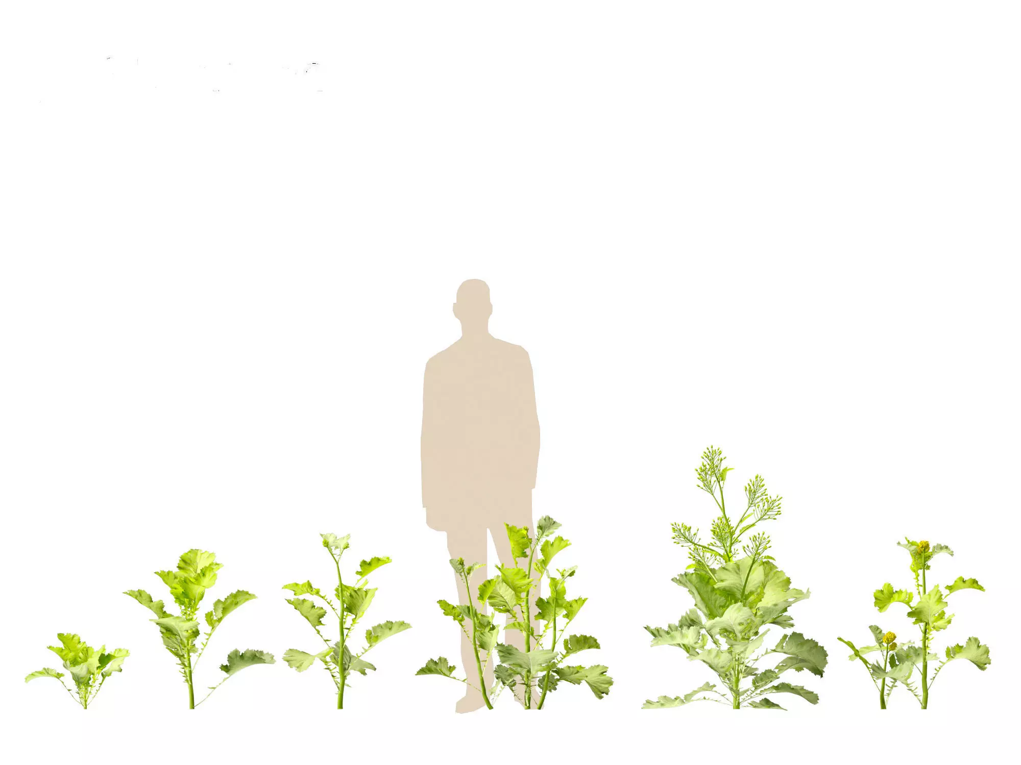 Wind UE5 Plants - Brassica juncea - Chinese Mustard Low-poly 3D model_4