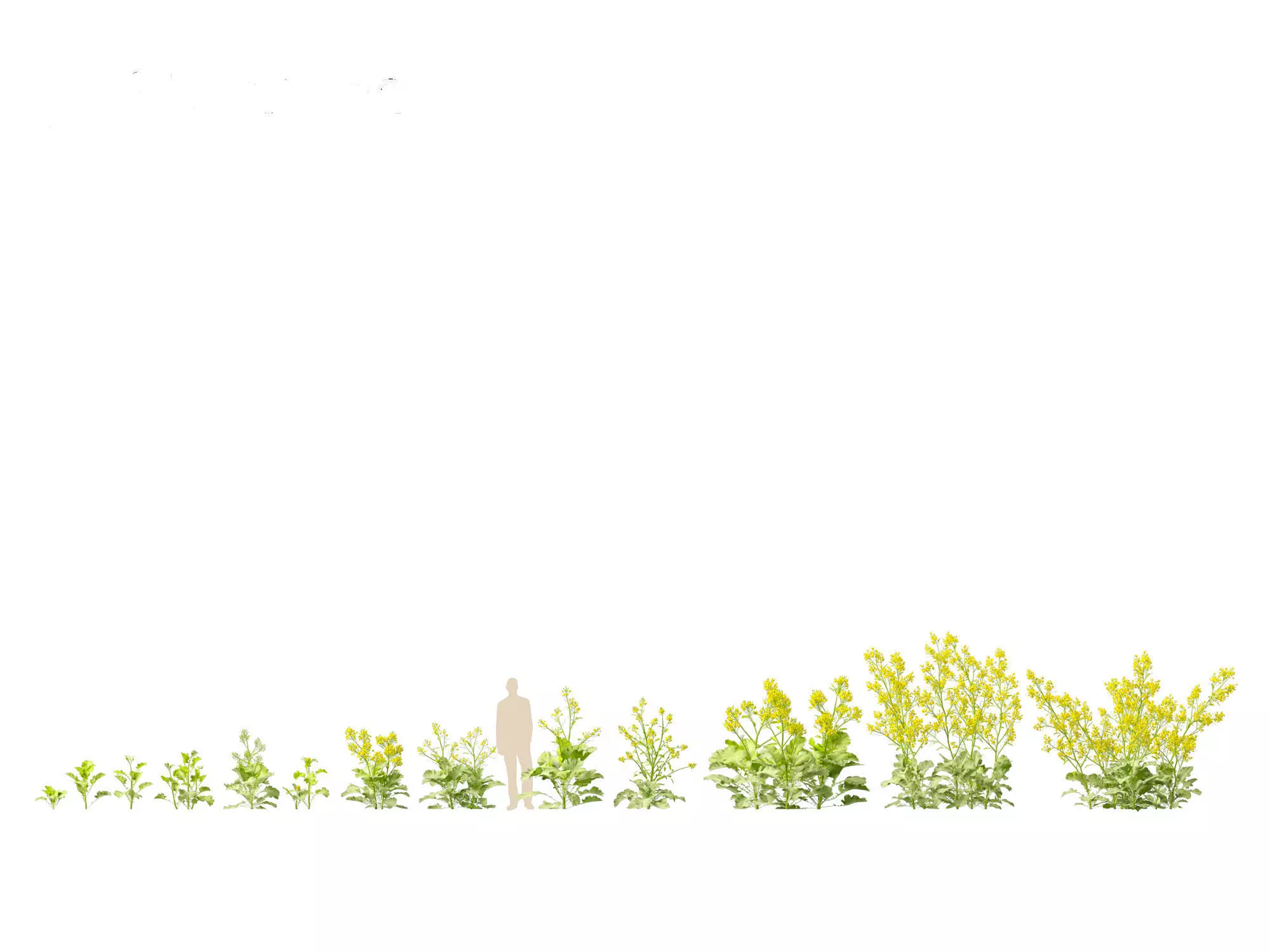 Wind UE5 Plants - Brassica juncea - Chinese Mustard Low-poly 3D model_2