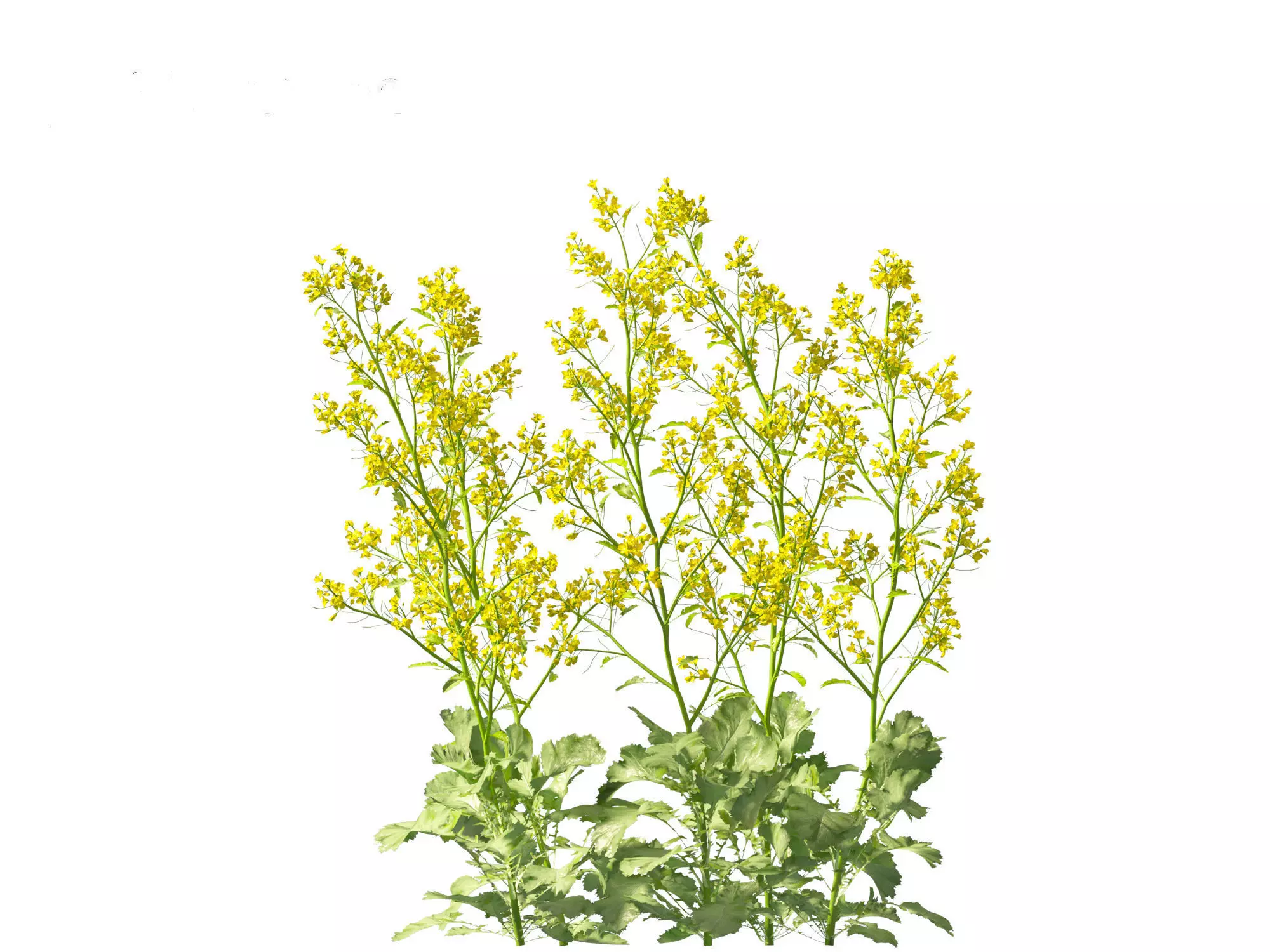Wind UE5 Plants - Brassica juncea - Chinese Mustard Low-poly 3D model_8