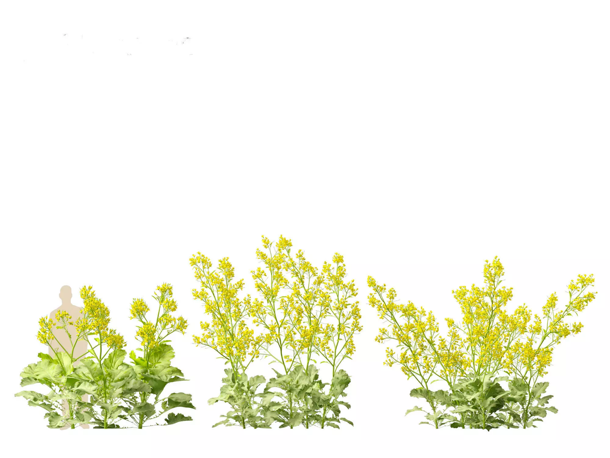 Wind UE5 Plants - Brassica juncea - Chinese Mustard Low-poly 3D model_12