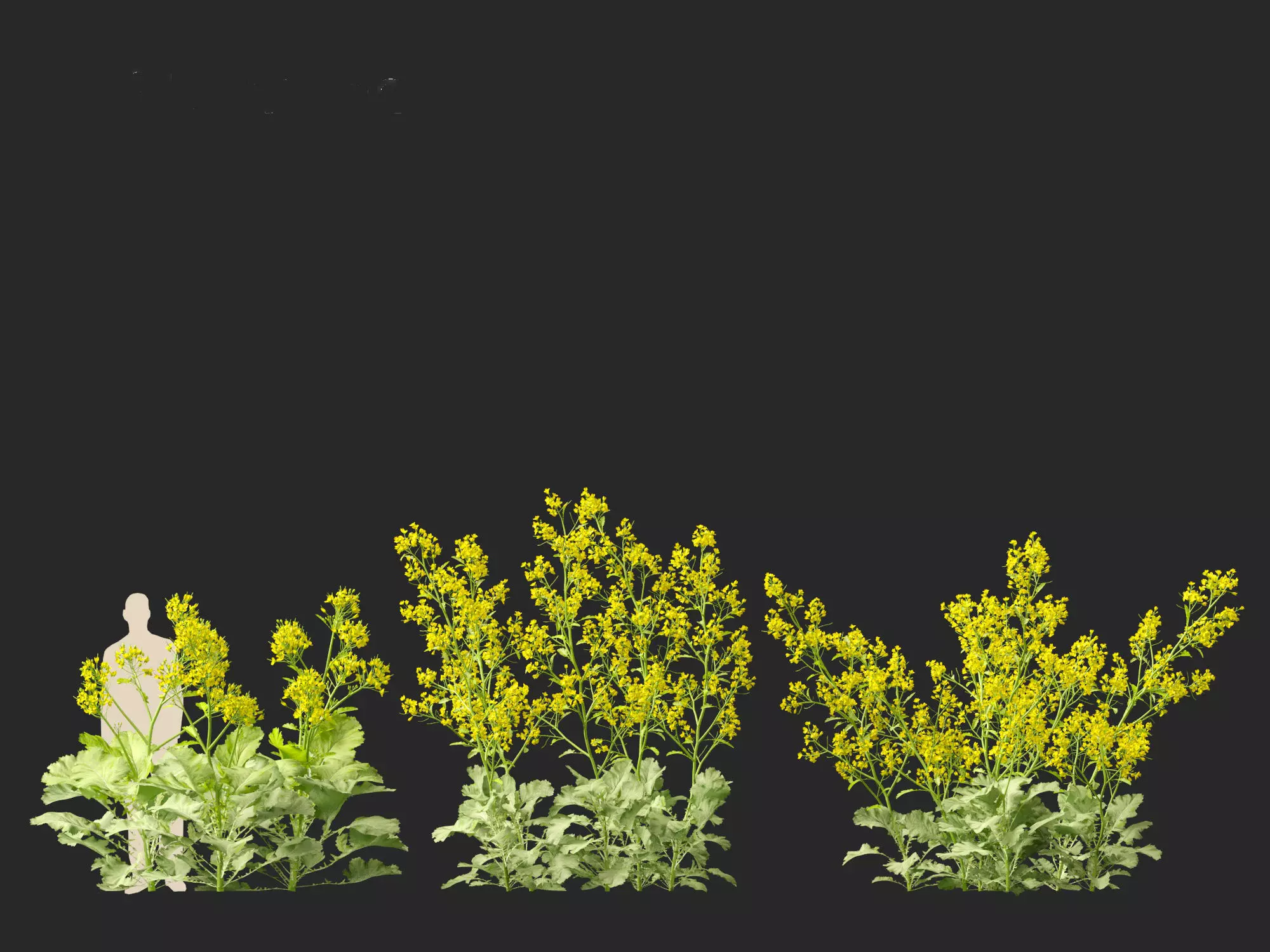 Wind UE5 Plants - Brassica juncea - Chinese Mustard Low-poly 3D model_13