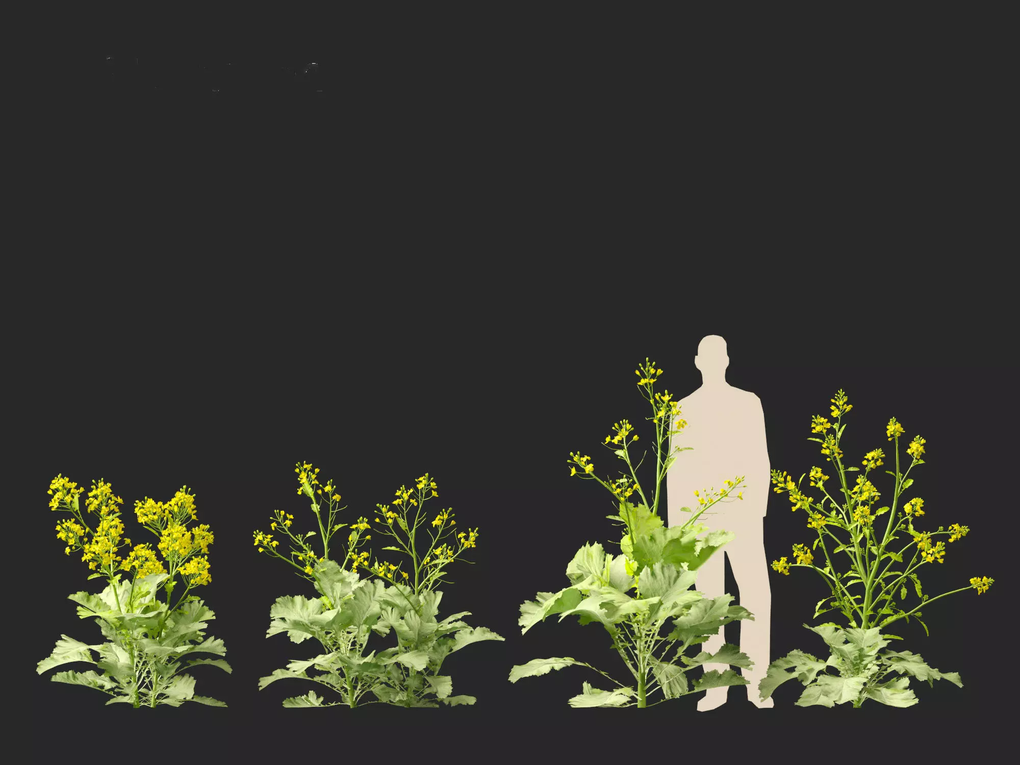 Wind UE5 Plants - Brassica juncea - Chinese Mustard Low-poly 3D model_9