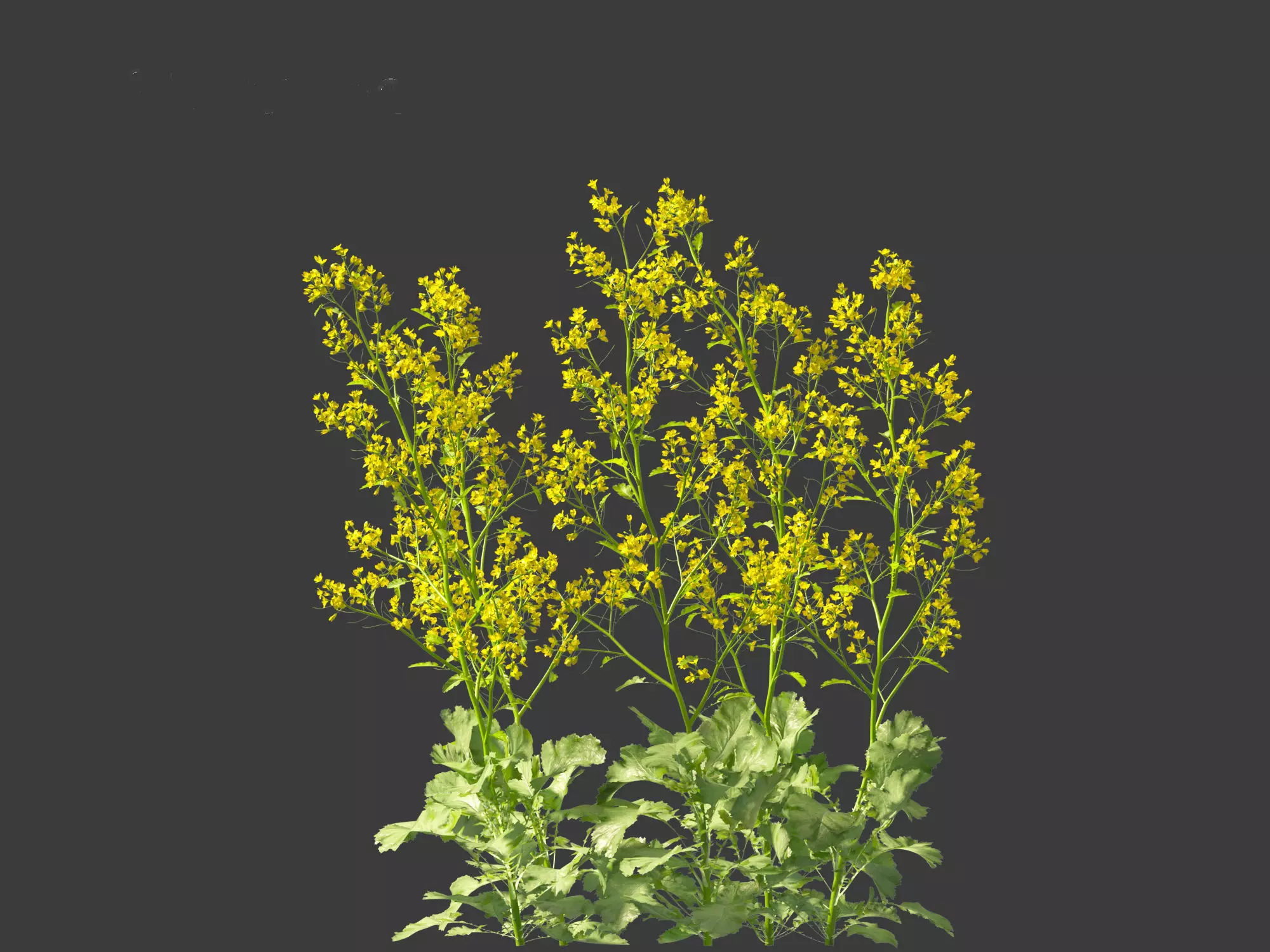 Wind UE5 Plants - Brassica juncea - Chinese Mustard Low-poly 3D model_14