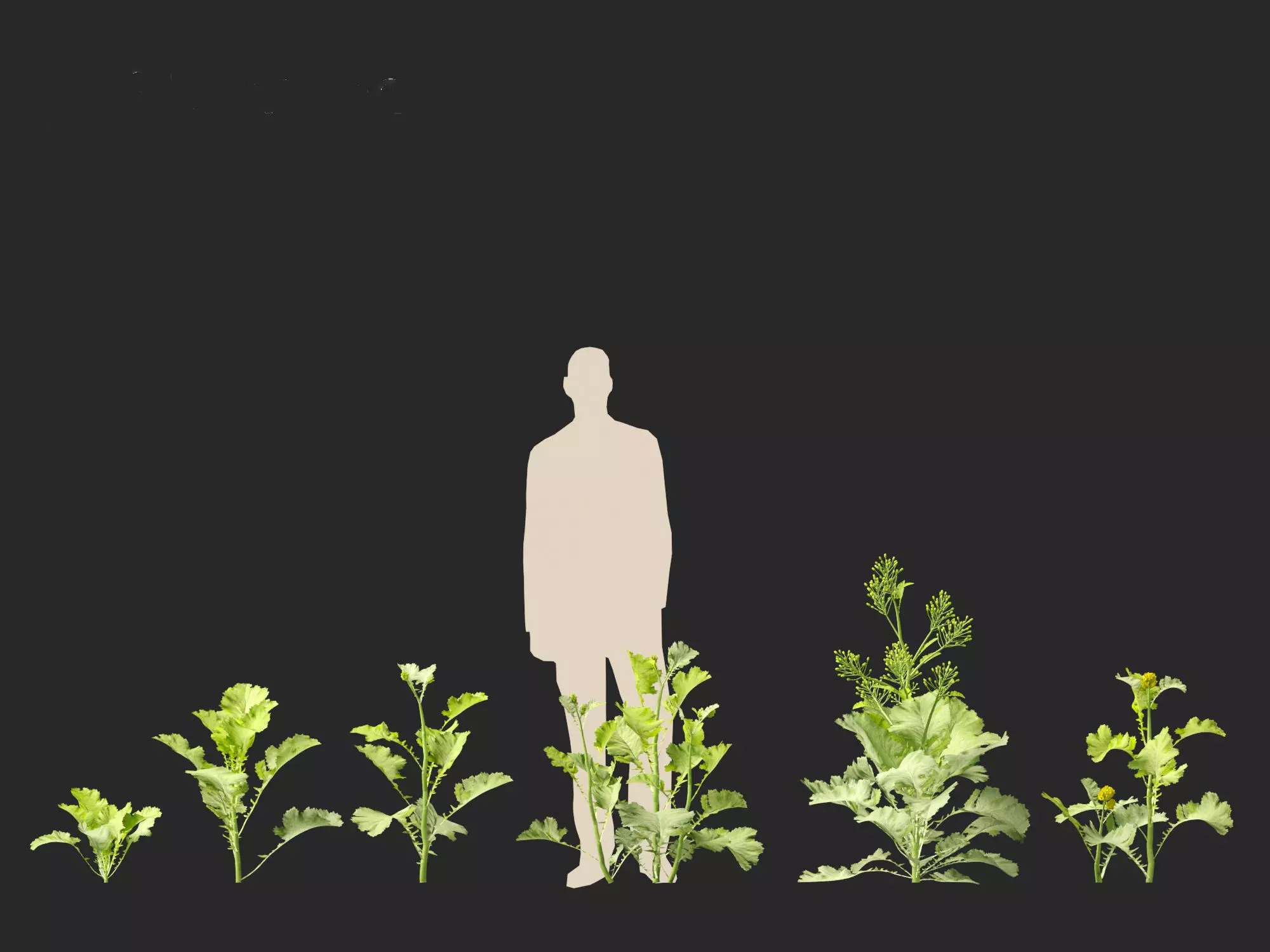 Wind UE5 Plants - Brassica juncea - Chinese Mustard Low-poly 3D model_3