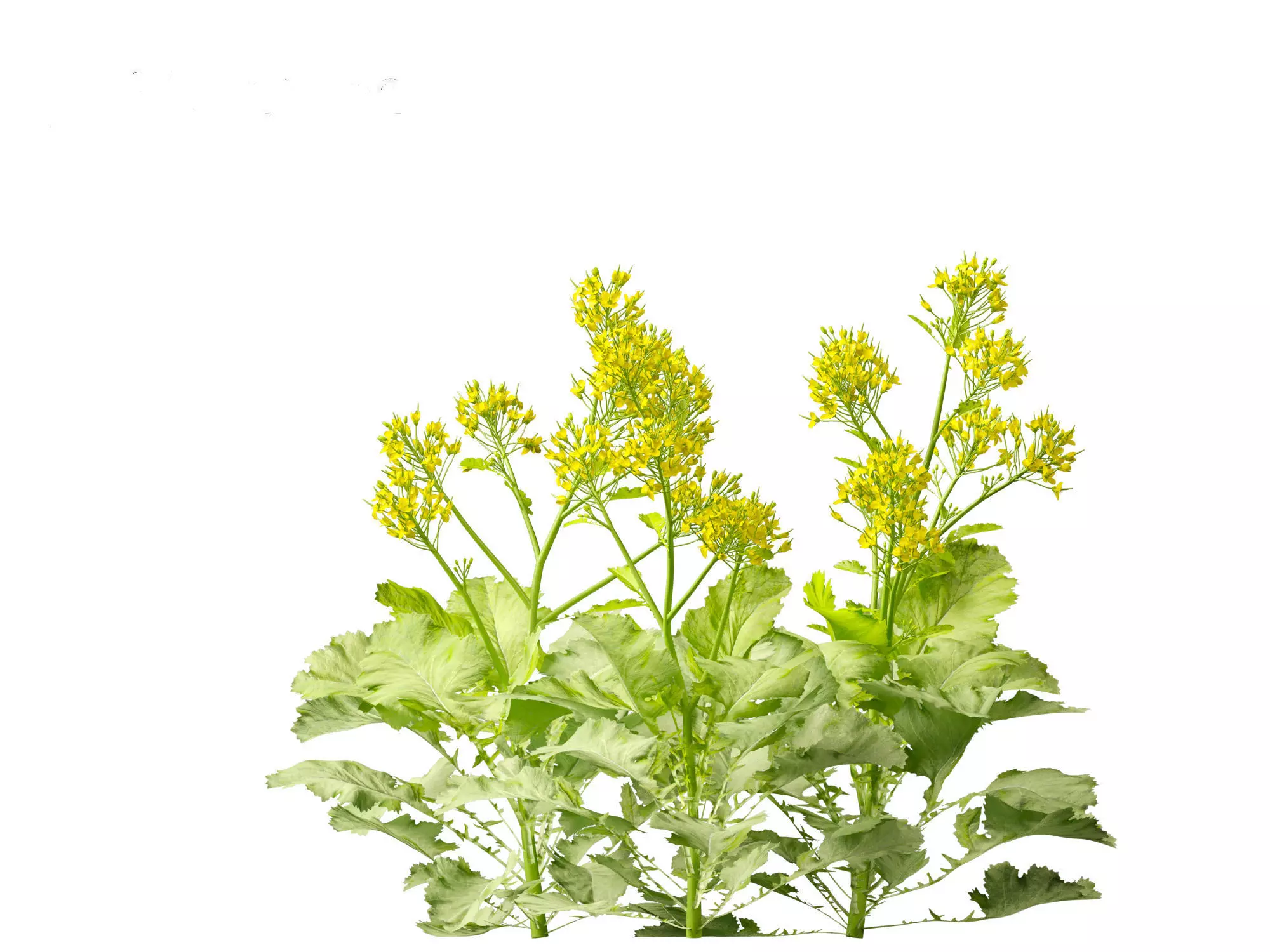 Wind UE5 Plants - Brassica juncea - Chinese Mustard Low-poly 3D model_10