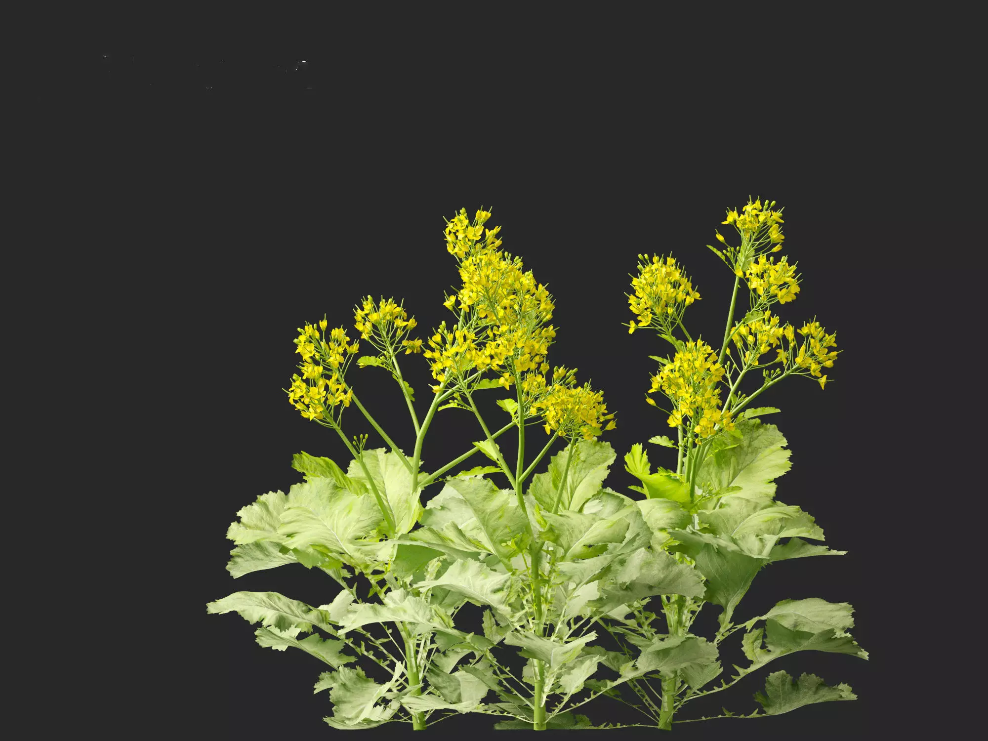 Wind UE5 Plants - Brassica juncea - Chinese Mustard Low-poly 3D model_6