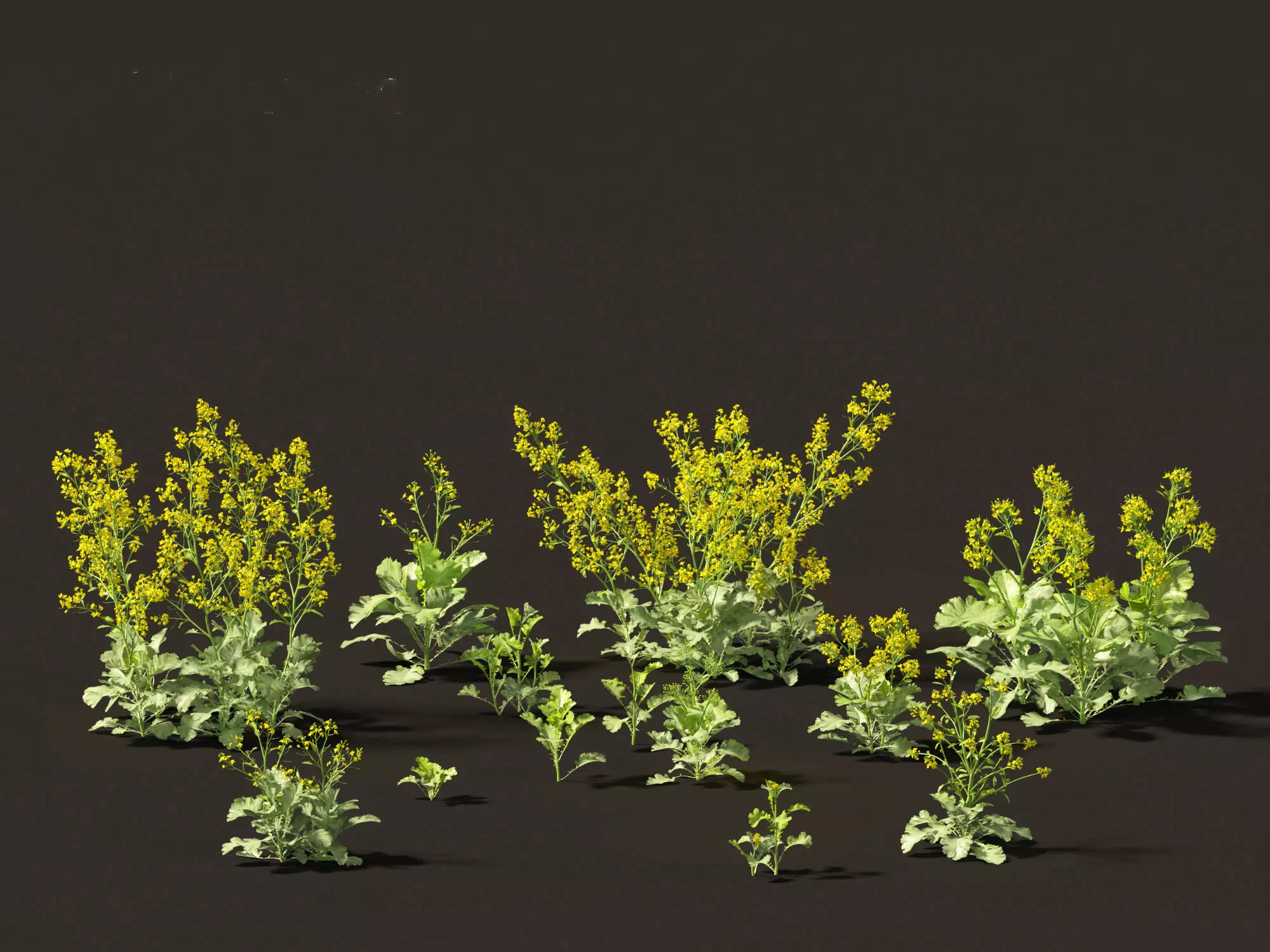 Wind UE5 Plants - Brassica juncea - Chinese Mustard Low-poly 3D model_11