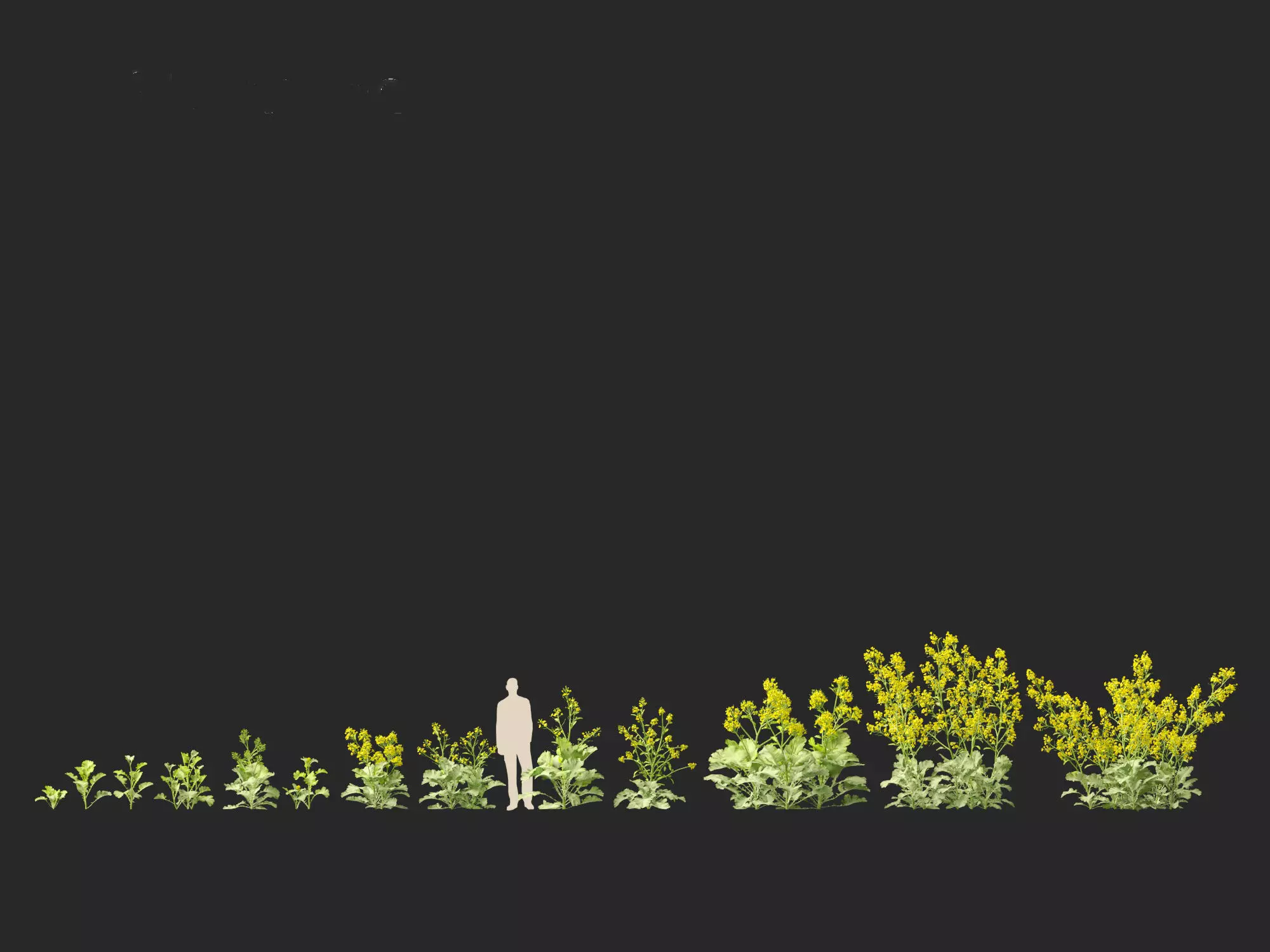 Wind UE5 Plants - Brassica juncea - Chinese Mustard Low-poly 3D model_5