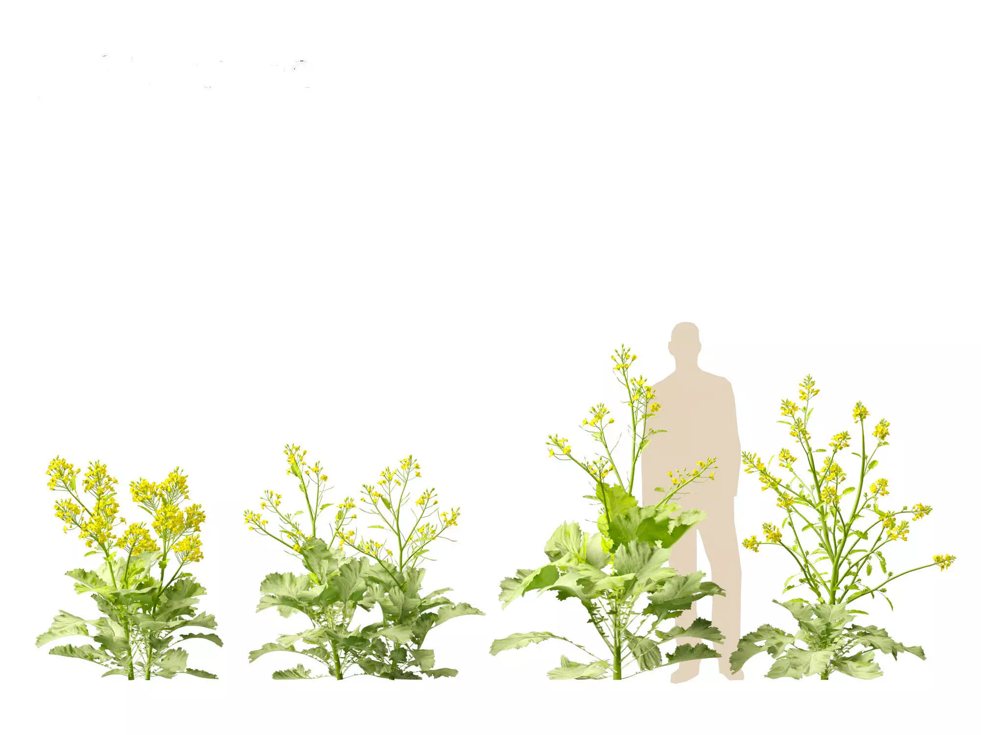 Wind UE5 Plants - Brassica juncea - Chinese Mustard Low-poly 3D model_7