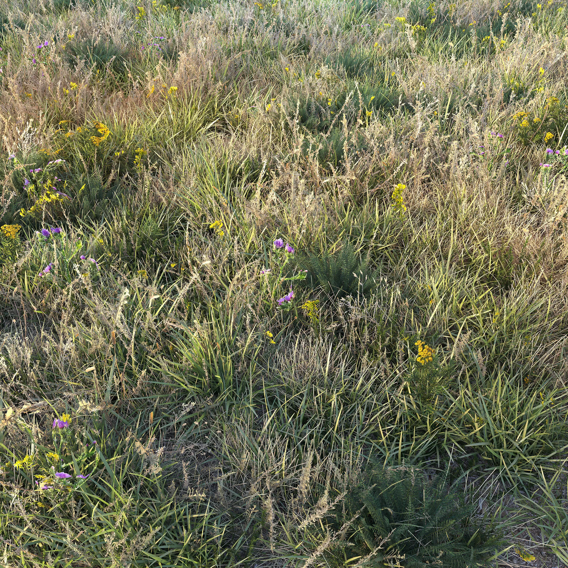 Autumn grass with flowers 3D model_0