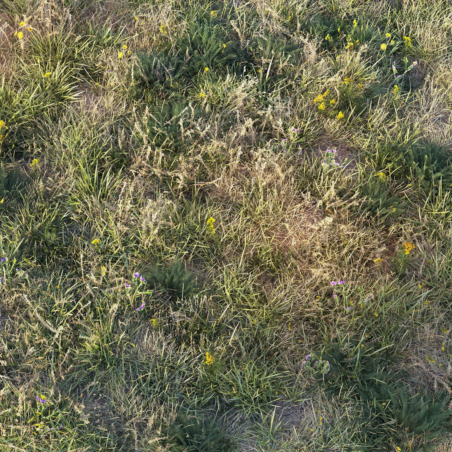 Autumn grass with flowers 3D model_6