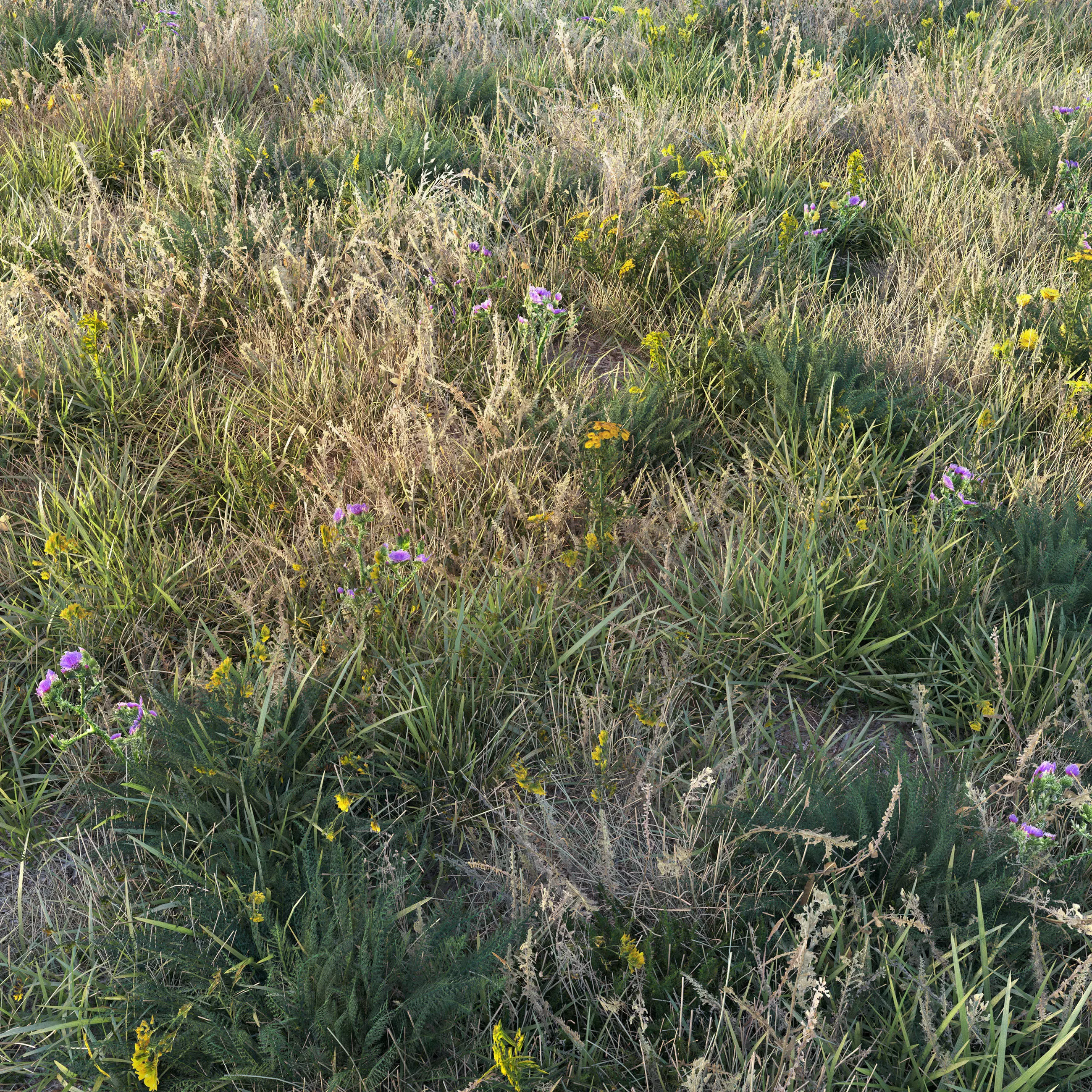 Autumn grass with flowers 3D model_2