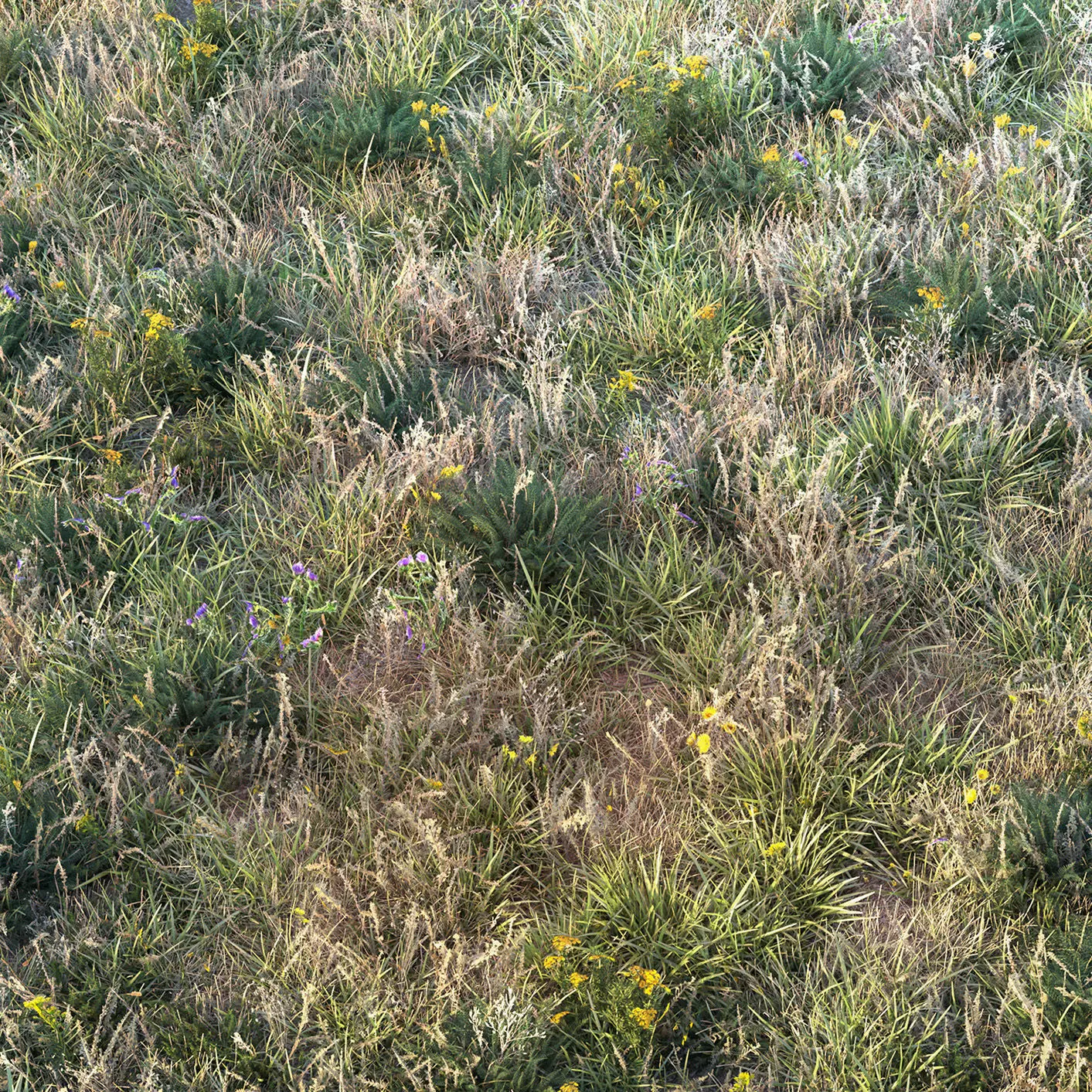 Autumn grass with flowers 3D model_5