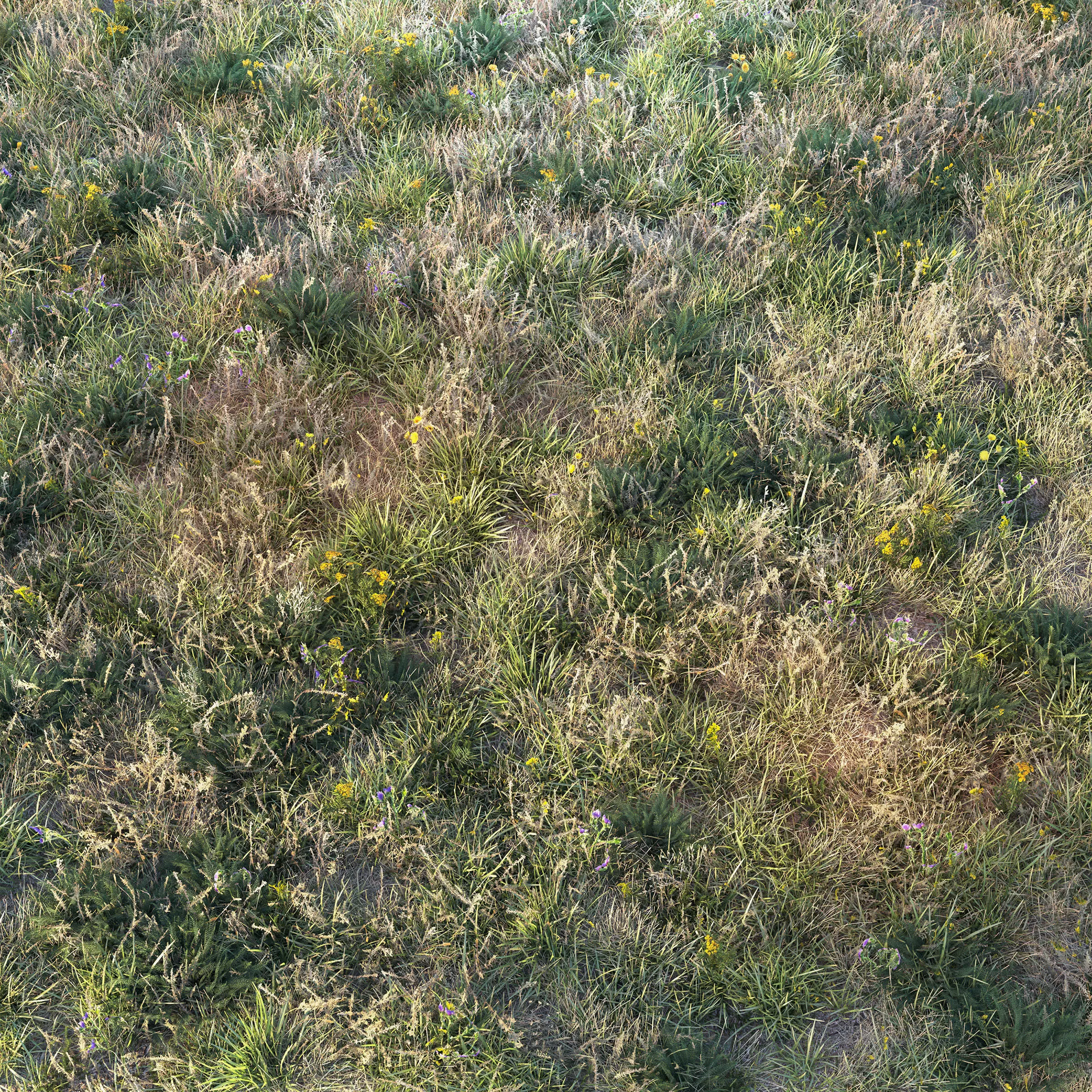 Autumn grass with flowers 3D model_1