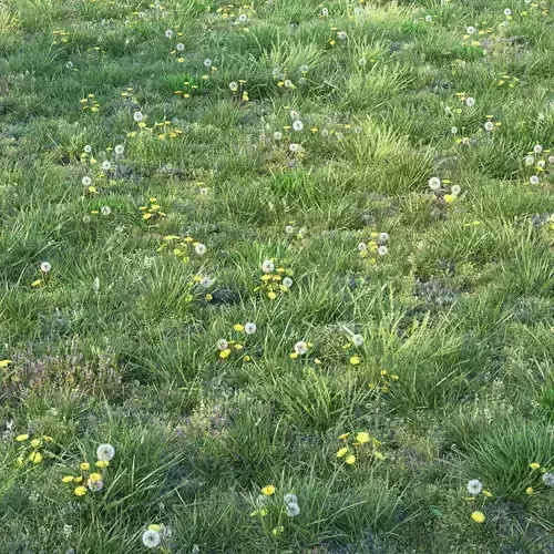 Grass with dandelions