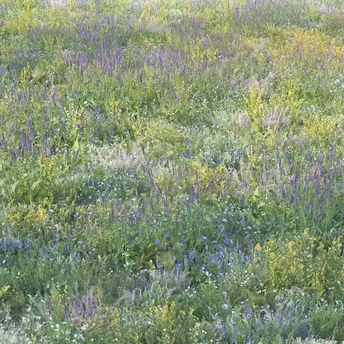 Meadow grass with flowers 1