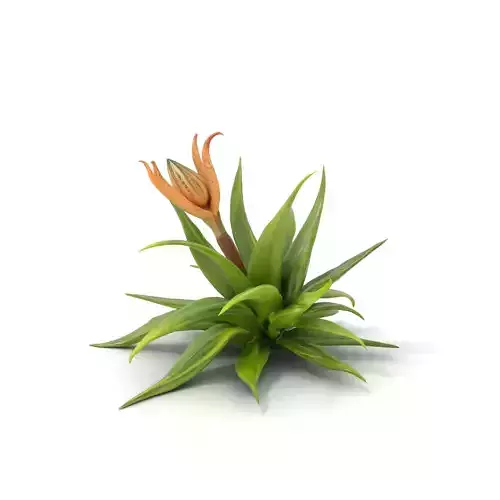 Agave Plant Green model pack Low-poly 3D model