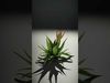 Agave Plant Green model pack Low-poly 3D model_2