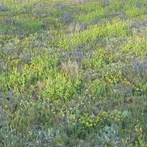 Meadow grass with flowers 2