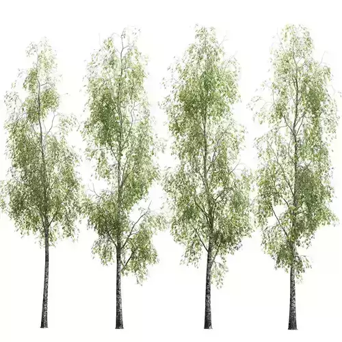 Young Birch - Set of 4 models