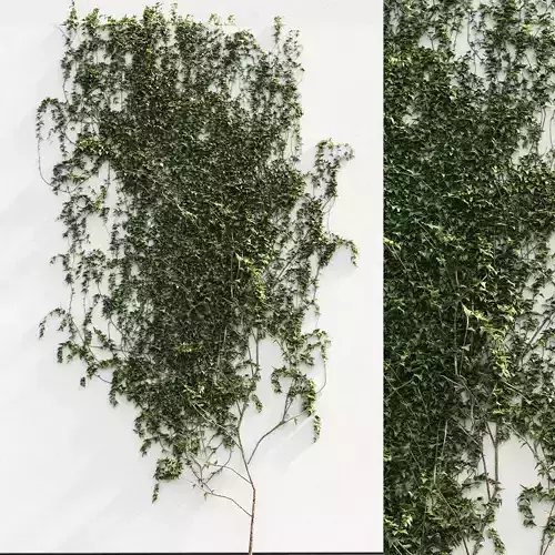 Ivy for the walls