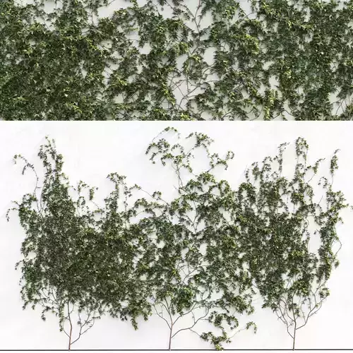 Ivy for walls - 3 models
