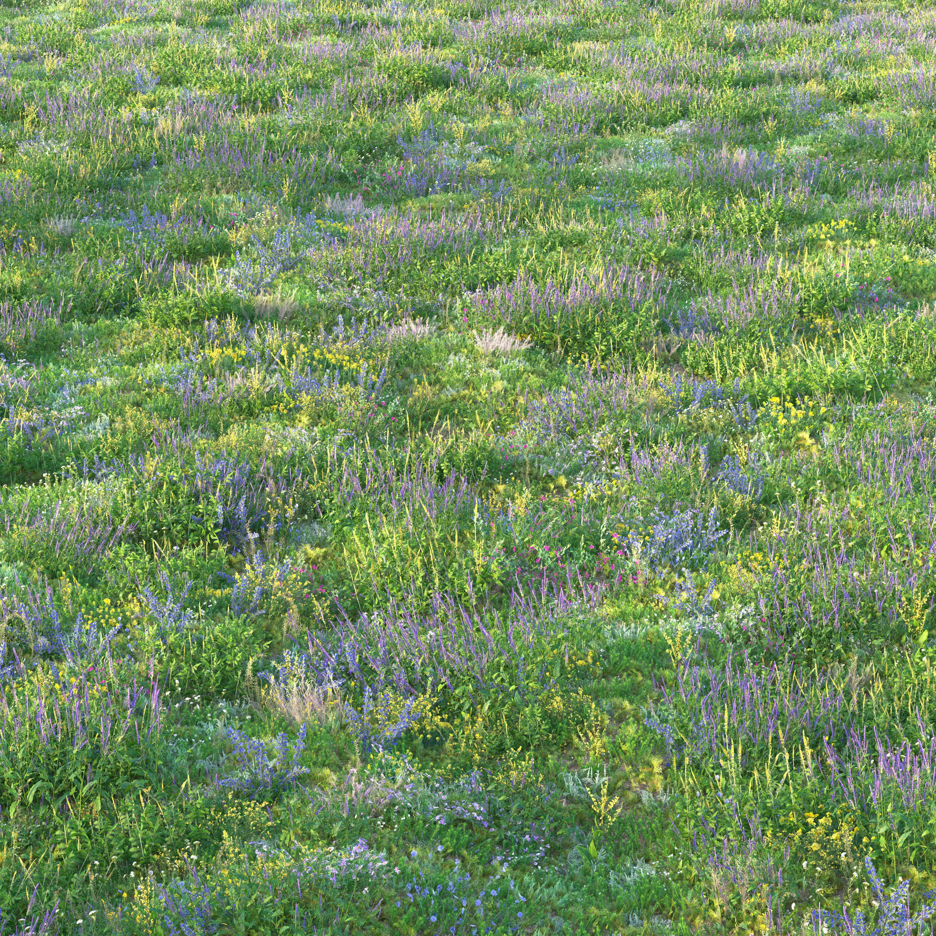 Meadow grass with flowers 3 3D model_1