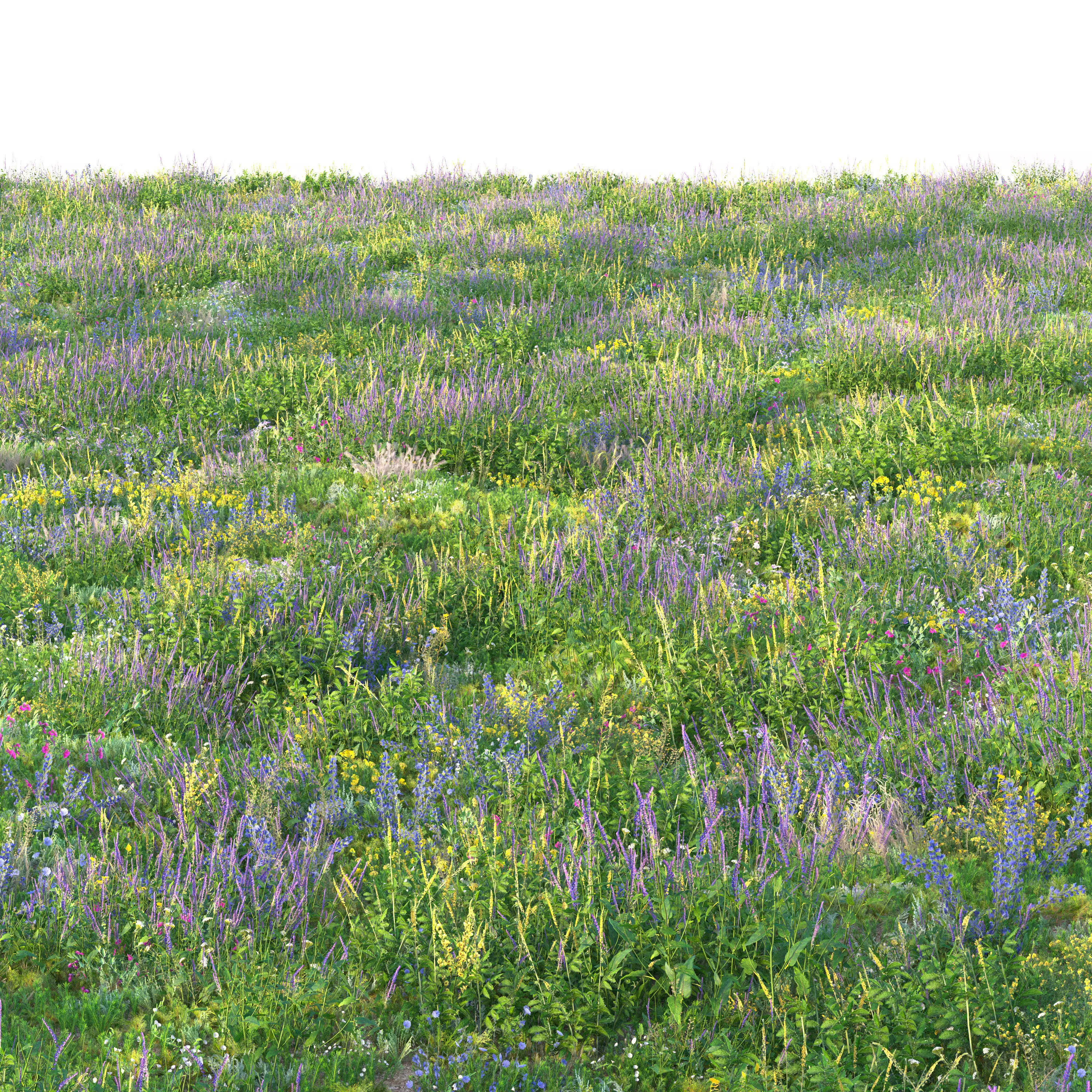 Meadow grass with flowers 3 3D model_4