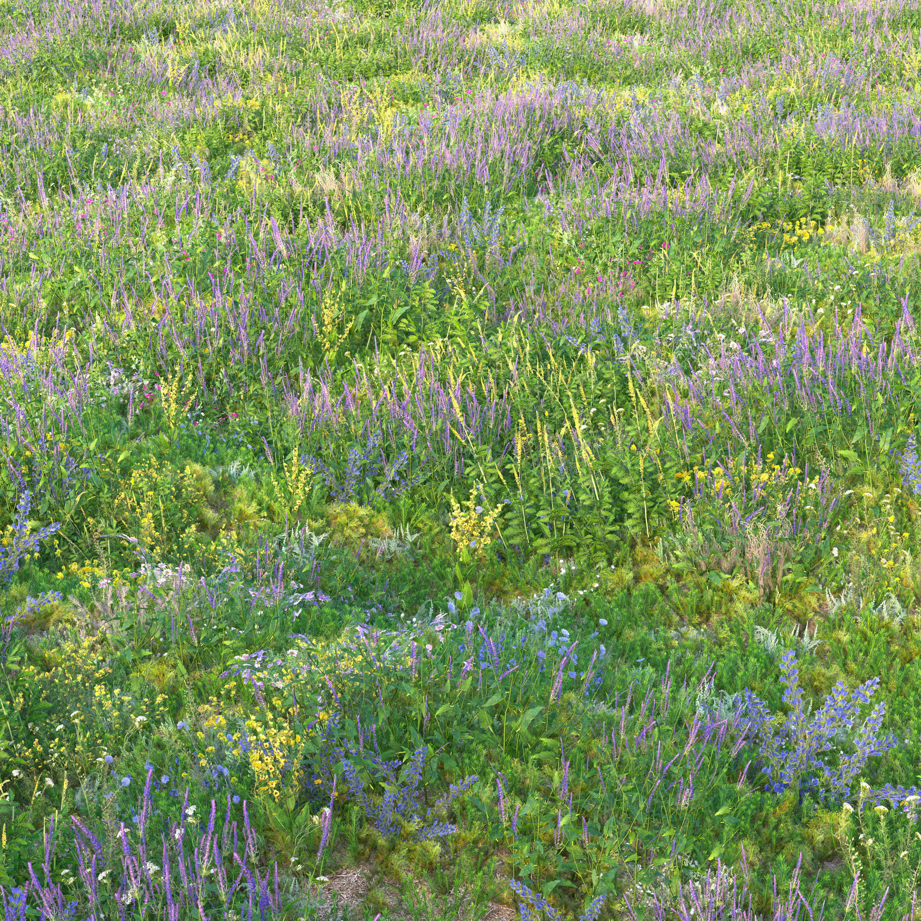 Meadow grass with flowers 3 3D model_6