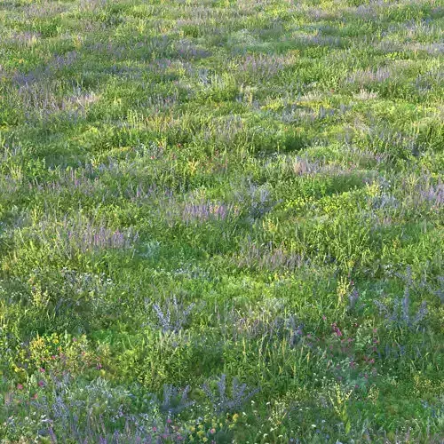 Meadow grass with flowers 3