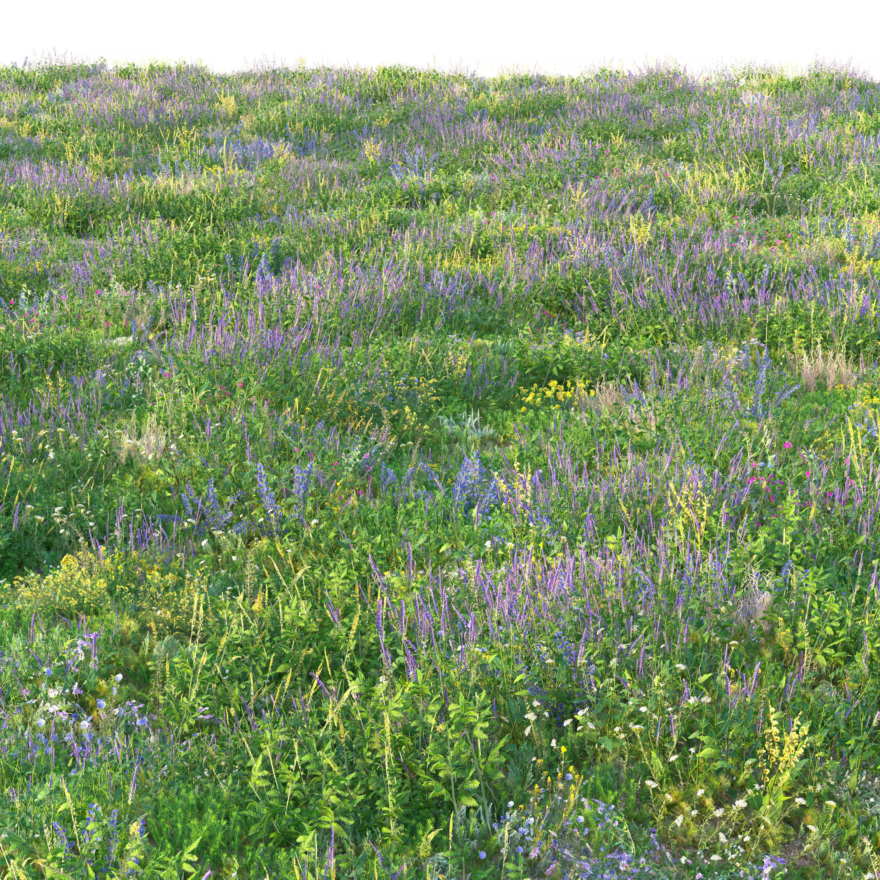 Meadow grass with flowers 3 3D model_3