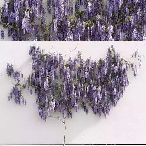 Wisteria for the wall