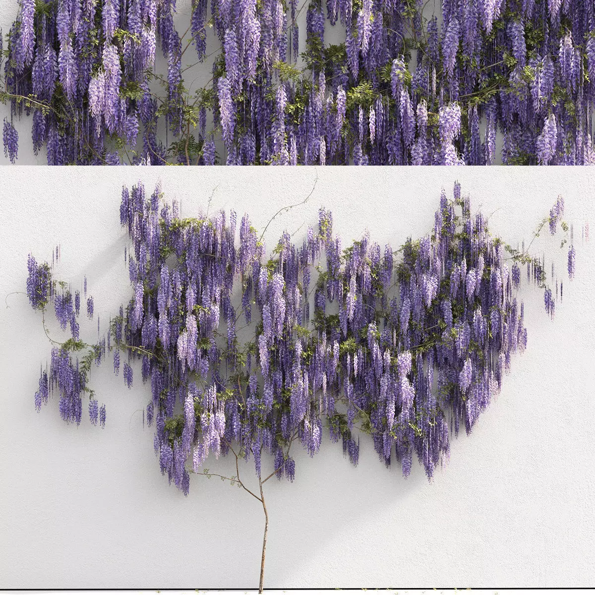 Wisteria for the wall 3D model_0
