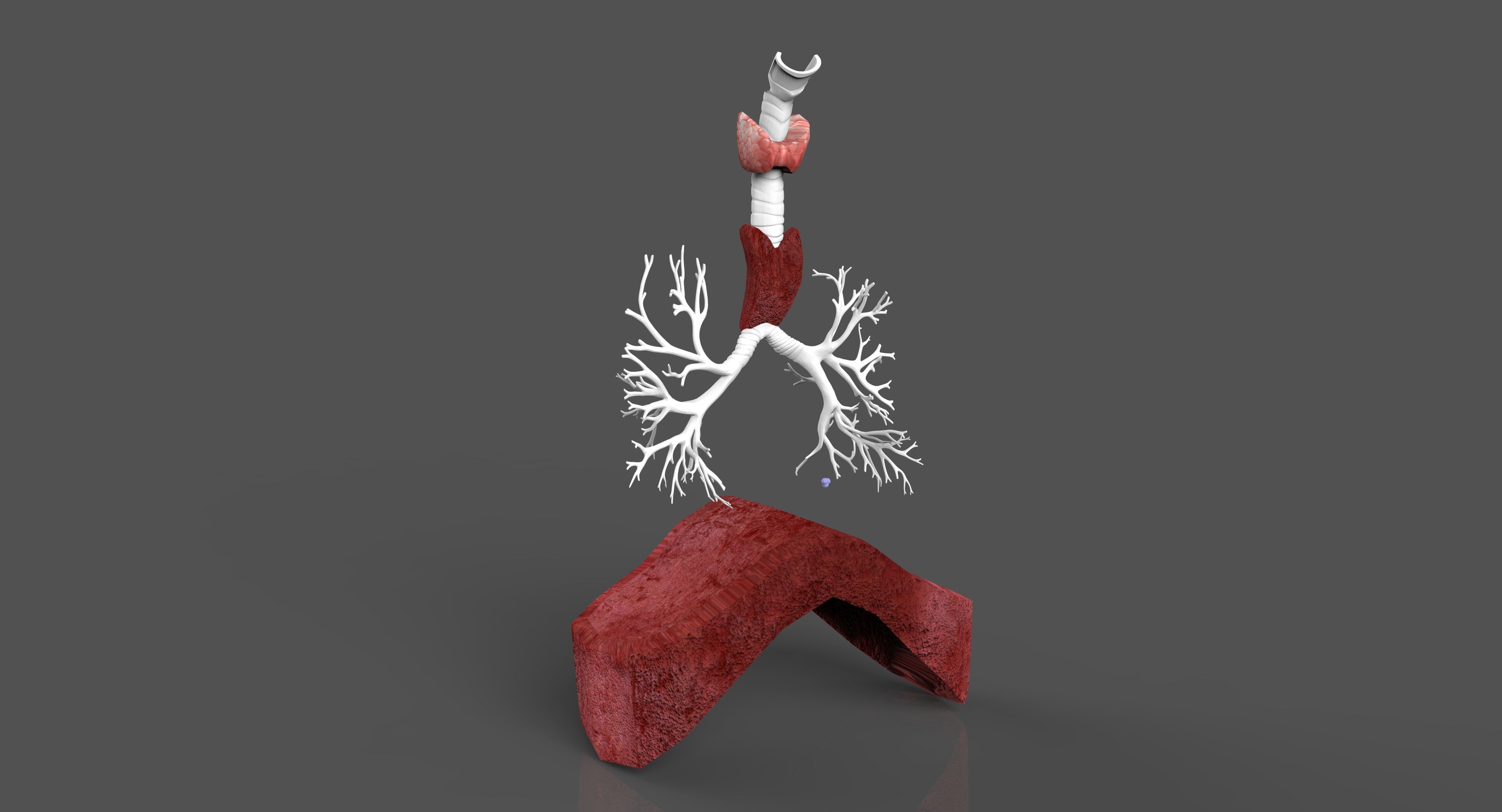LUNGS 3D 3D model_2
