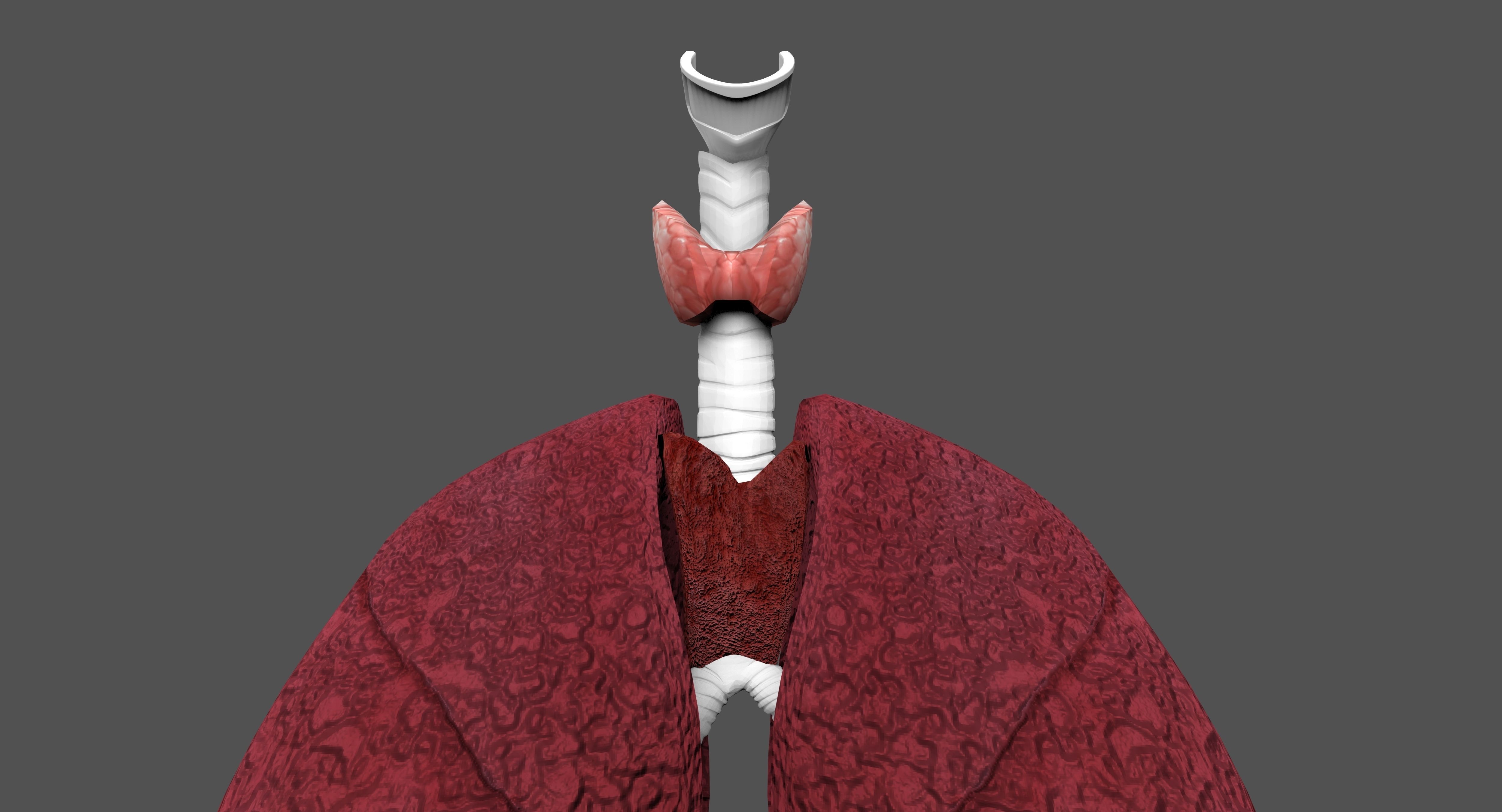 LUNGS 3D 3D model_1