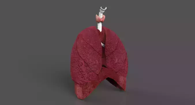 LUNGS 3D 3D model