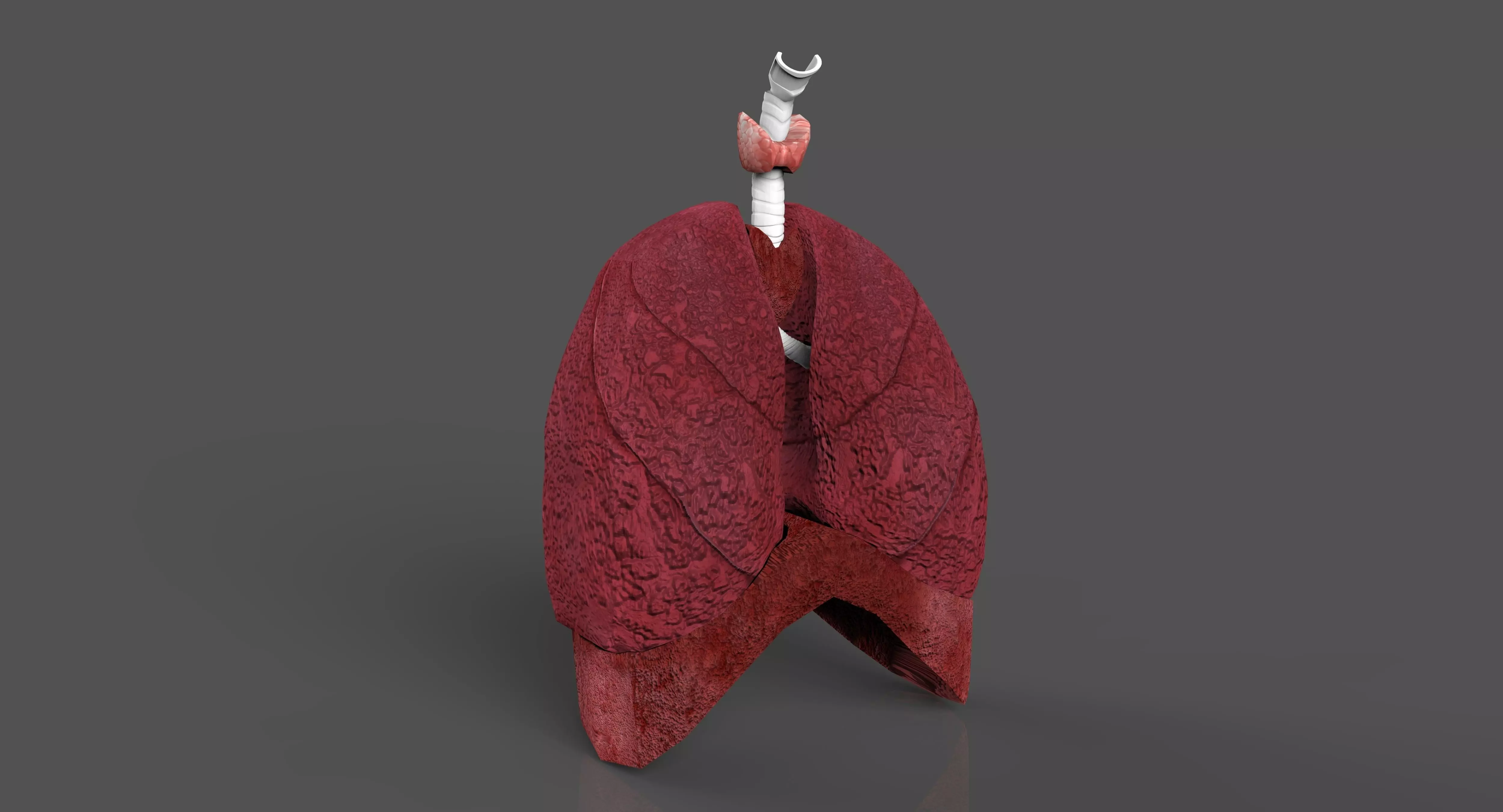 LUNGS 3D 3D model_0