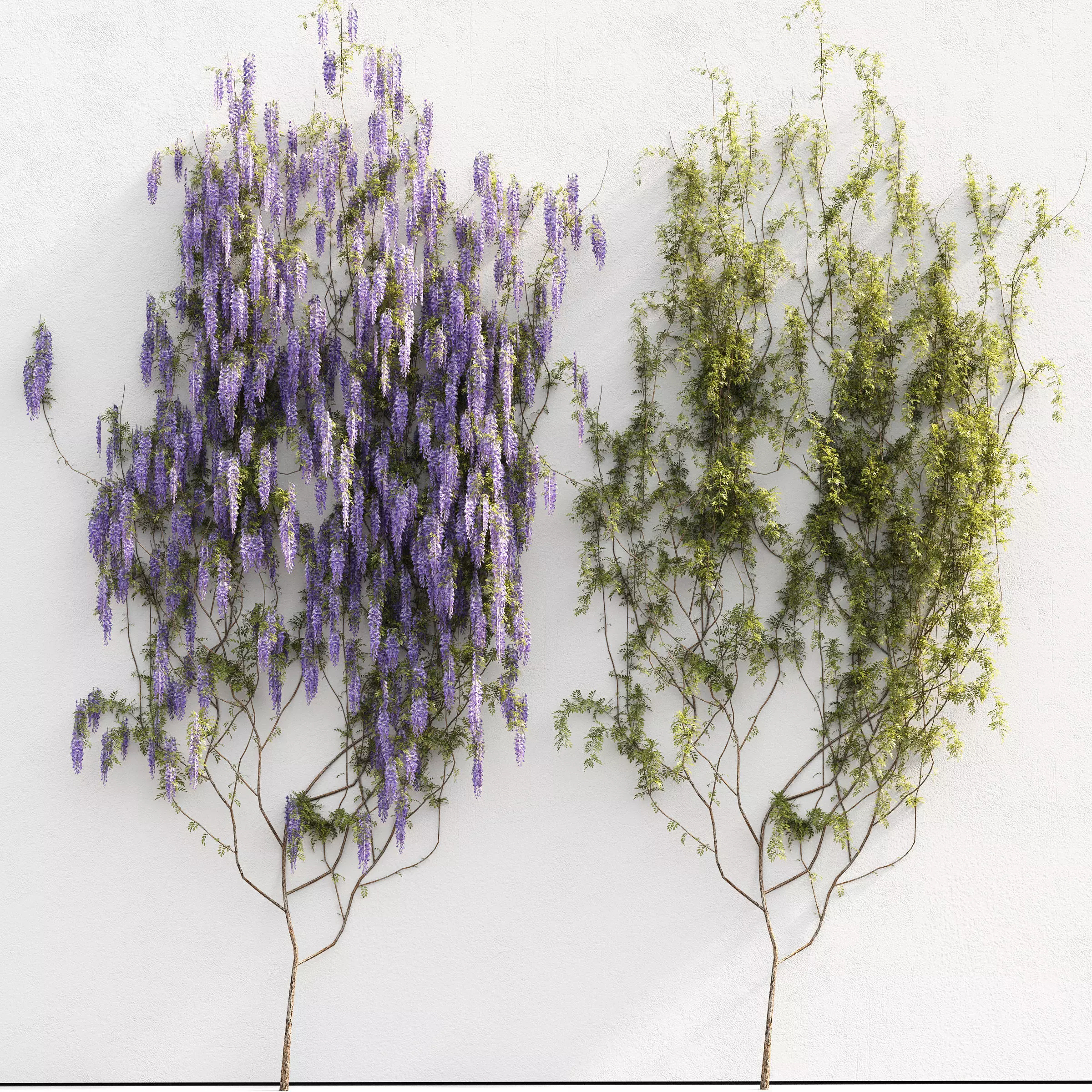 Flowering wisteria for the wall 3D model