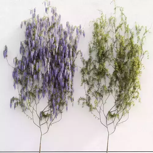 Flowering wisteria for the wall