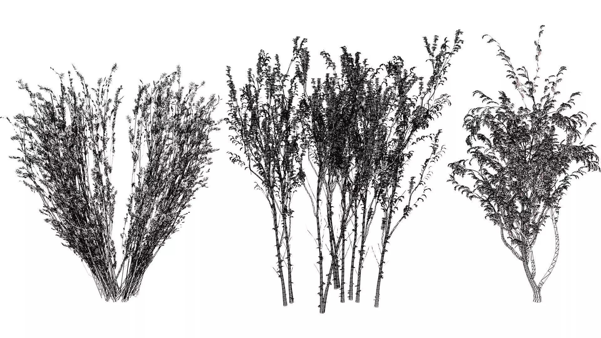 British Arran Whitebeam 3D Model Collection Low-poly 3D model_11