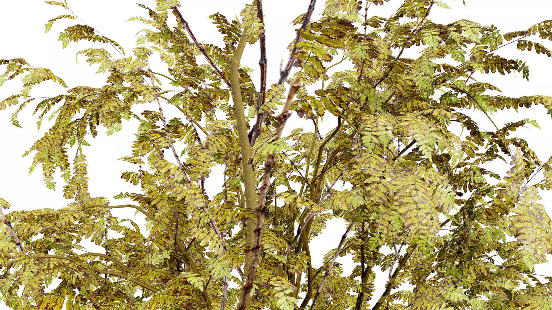 British Arran Whitebeam 3D Model Collection Low-poly 3D model_7