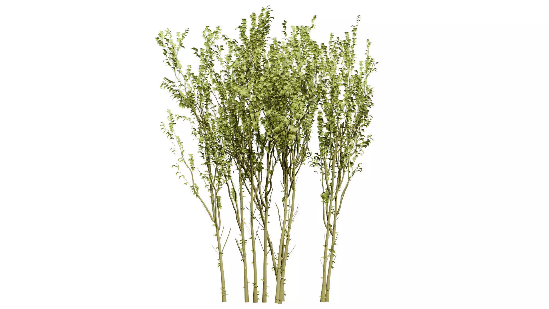 British Arran Whitebeam 3D Model Collection Low-poly 3D model_4