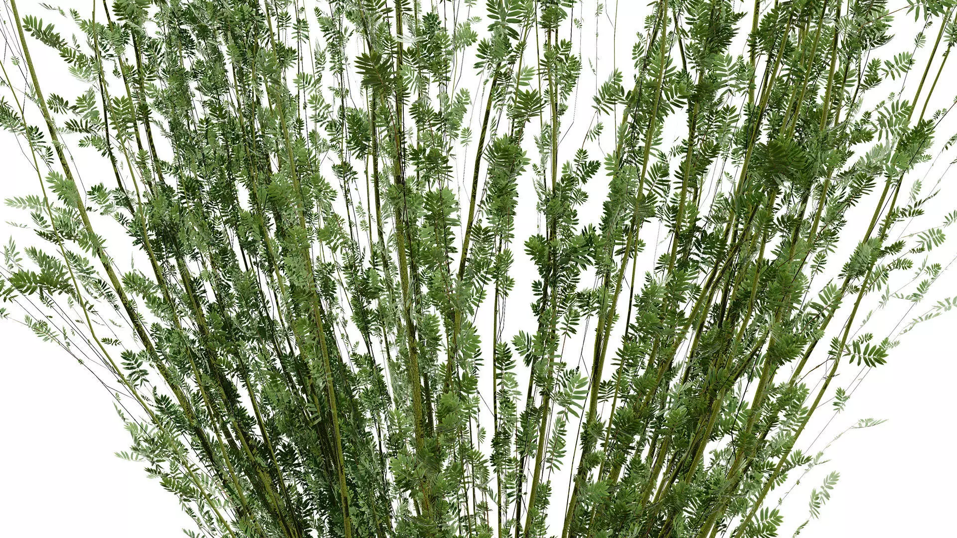 British Arran Whitebeam 3D Model Collection Low-poly 3D model_3